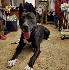 Meet your Posher, Lacy